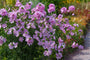 Moschusmalve - Malva moschata