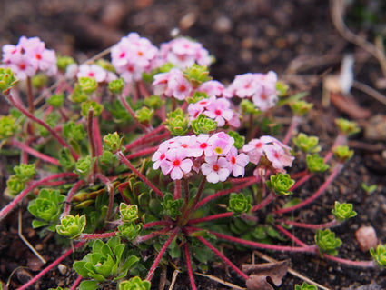 Männerschild - Androsace sarmentosa 'Chumbyi'