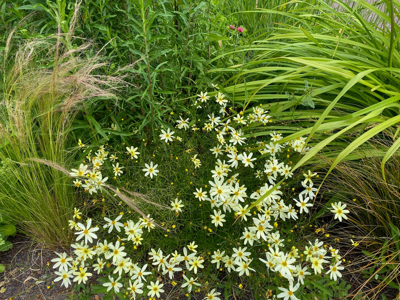 Combinatie Meisjesogen 'Coropsis' (vooraan) met links Vedergras Stipa en Rechts Daglelie 'Hemerocallis' en daarachter Ereprijs 'Veronica'