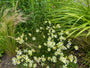 Combinatie Meisjesogen 'Coropsis' (vooraan) met links Vedergras Stipa en Rechts Daglelie 'Hemerocallis' en daarachter Ereprijs 'Veronica'