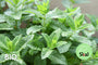 Bio-Grüne Minze - Mentha spicata 'Spearmint'