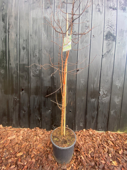 Voorbeeld Metasequoia glyptostroboides-watercipres in c12 pot winterbeeld