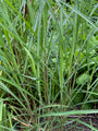 Wunderschönes Schilfrohr - Miscanthus sinensis 'Ferner Osten'