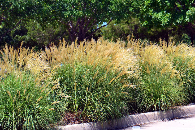 Bio-schönes Schilfrohr – Miscanthus sin. 'Silberspinne'