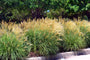 Bio-schönes Schilfrohr – Miscanthus sin. 'Silberspinne'