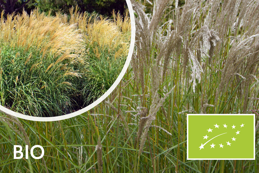 Bio-schönes Schilfrohr – Miscanthus sin. 'Silberspinne'
