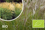 Bio-schönes Schilfrohr – Miscanthus sin. 'Silberspinne'