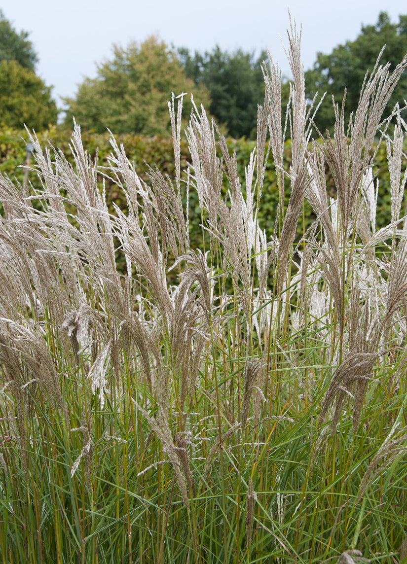 Bio-schönes Schilfrohr – Miscanthus sin. 'Silberspinne'