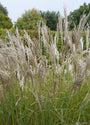 Bio-schönes Schilfrohr – Miscanthus sin. 'Silberspinne'