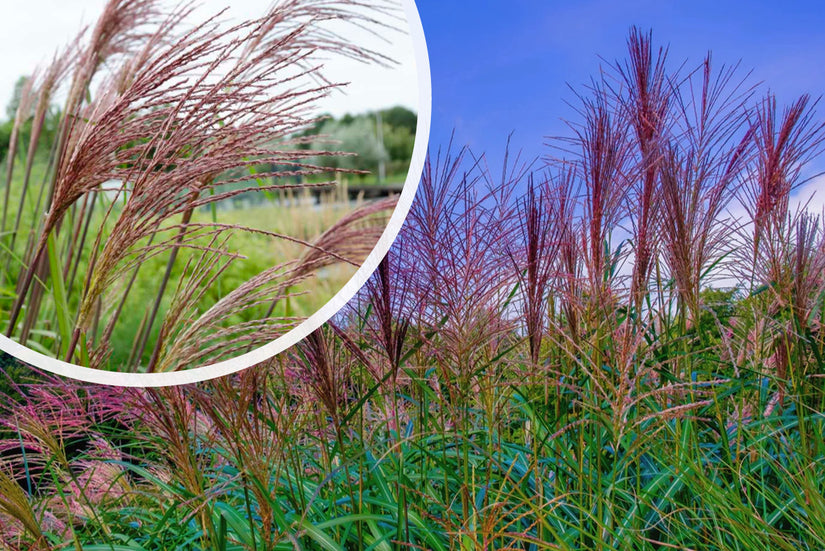 Wunderschönes Schilfrohr - Miscanthus sinensis 'Ferner Osten'