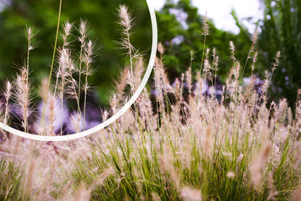 Wunderschönes Schilfrohr - Miscanthus sinensis 'Silberfeder'