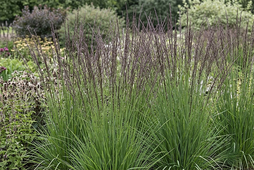 Pfeifenstroh - Molinia caerulea 'Heidebraut' TIPP
