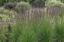 Pfeifenstroh - Molinia caerulea 'Heidebraut' TIPP