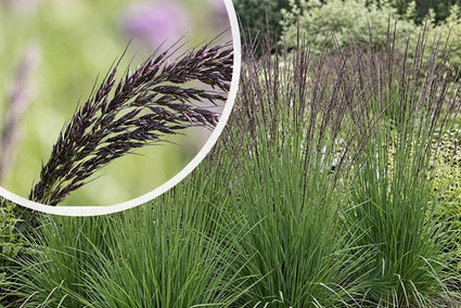 Pfeifenstroh - Molinia caerulea 'Heidebraut' TIPP