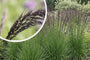 Pfeifenstroh - Molinia caerulea 'Heidebraut' TIPP