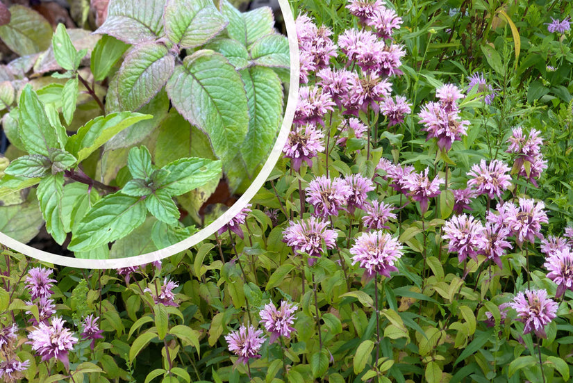 Bergamottenpflanze - Monarda 'Beauty of Cobham'