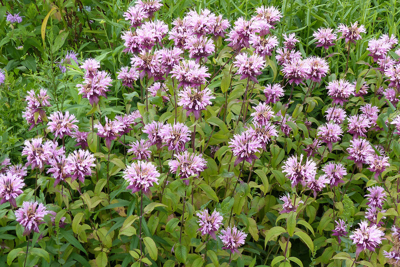 Bergamottenpflanze - Monarda 'Beauty of Cobham'