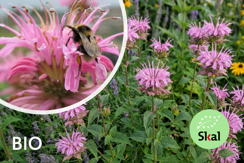 Bergamottenpflanze - Monarda 'Croftway Pink'