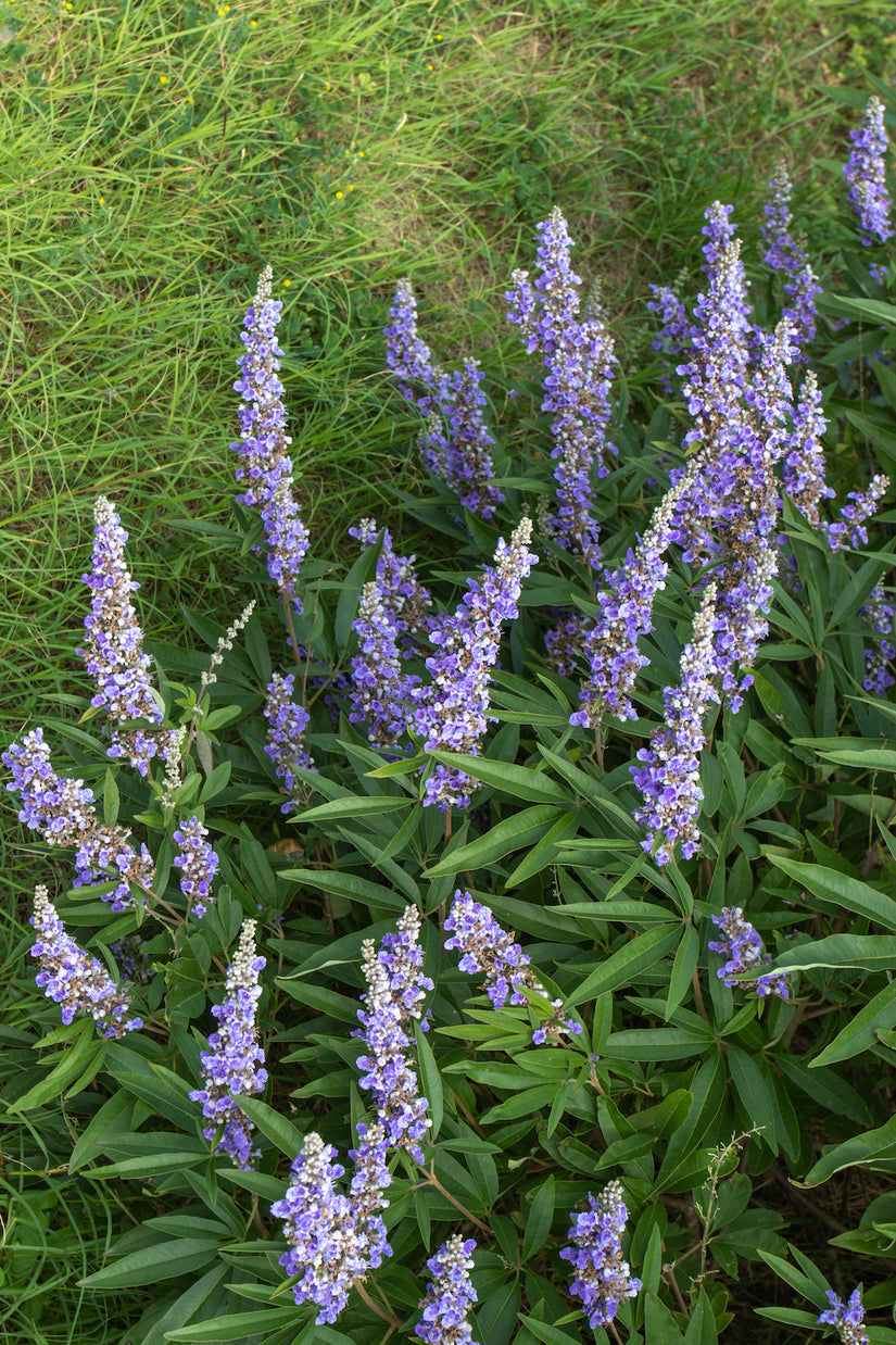 Mönchspfeffer - Vitex agnus castus