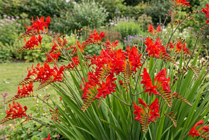 Montbretie - Crocosmia 'Carmine Brilliant'