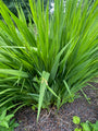 Montbretia - Crocosmia 'Lucifer' TIPP