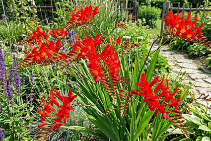 Montbretie - Crocosmia 'Red King'