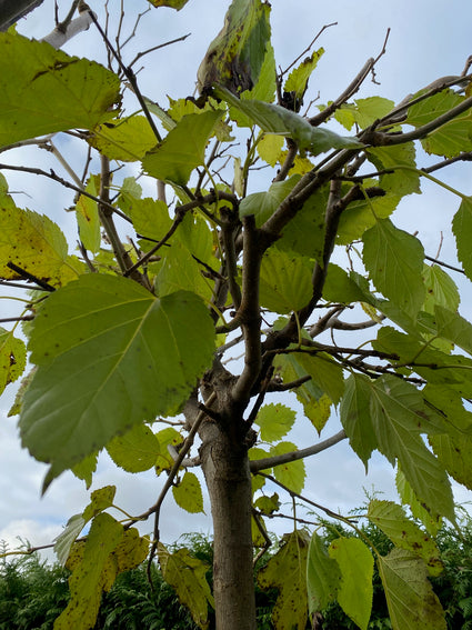 Standard-Maulbeerbaum - Morus platanifolia 'Fruitless'