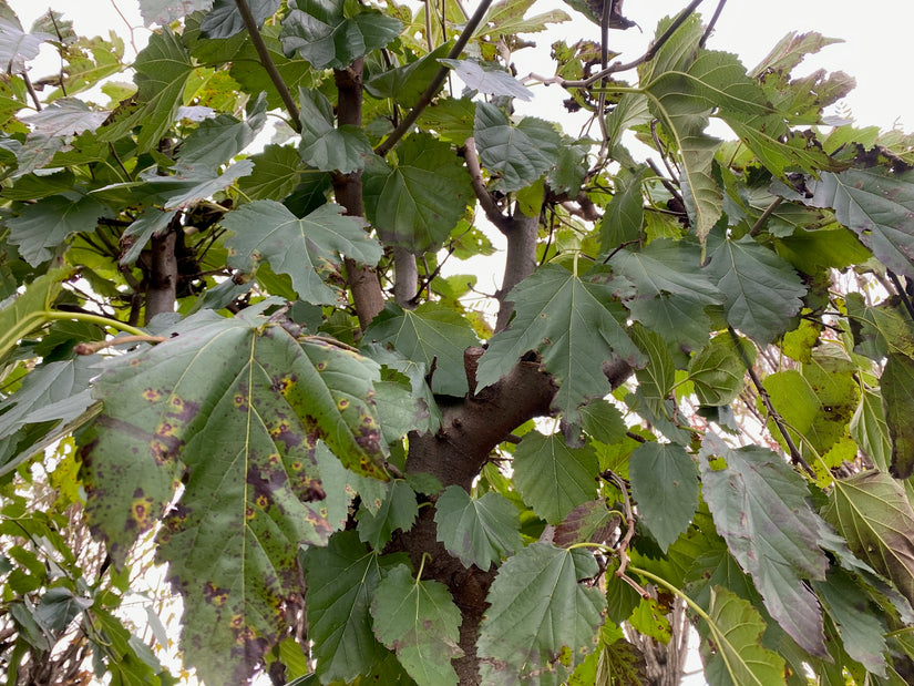 Standard-Maulbeerbaum - Morus platanifolia 'Fruitless'