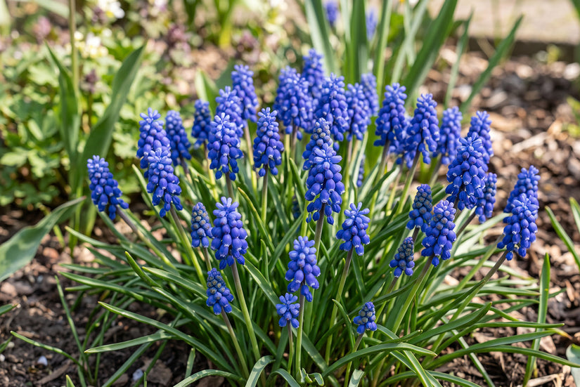 Blaue Traubenhyazinthe Muscari armeniacum - 300 Blumenzwiebeln