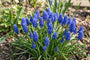 Blaue Traubenhyazinthe Muscari armeniacum - 300 Blumenzwiebeln