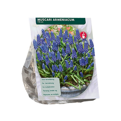 Blaue Traubenhyazinthe Muscari armeniacum - 300 Blumenzwiebeln
