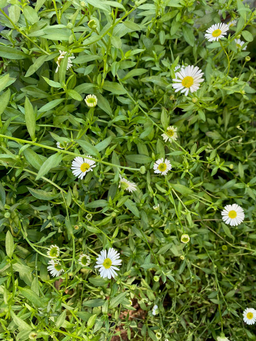 Graues Berufkraut - Erigeron karvinskianus