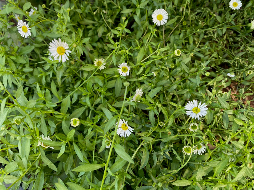 Bio-Mauerfink - Erigeron karvinskianus