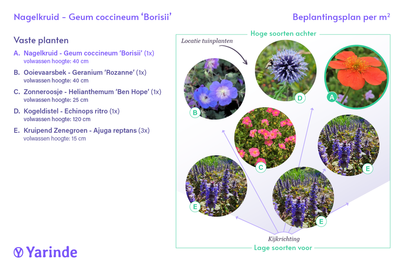 Bio-Nagelkraut - Geum coccineum 'Borisii'