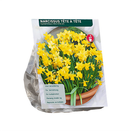 Mini-Narzisse 'Tête à Tête' - 60 Blumenzwiebeln