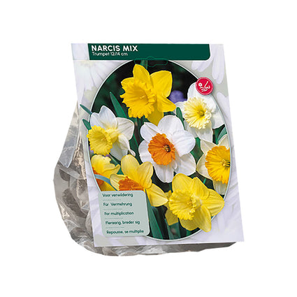 Narzisse Trompeten-Mischung weiß/gelb/orange - 45 Blumenzwiebeln