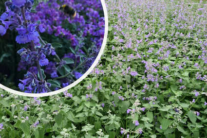 Niedrig wachsende Katzenminze - Nepeta x faassenii 'Blue Wonder'