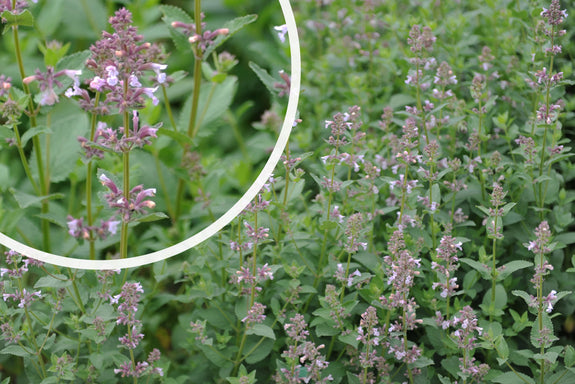 Katzenminze (Rosa) - Nepeta grandiflora 'Dawn to Dusk'