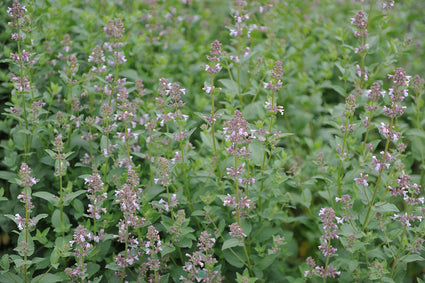 Katzenminze - Nepeta grandiflora 'Dawn to Dusk'