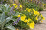 Biologische Nachtkerze (Schwefelgelb) - Oenothera macrocarpa