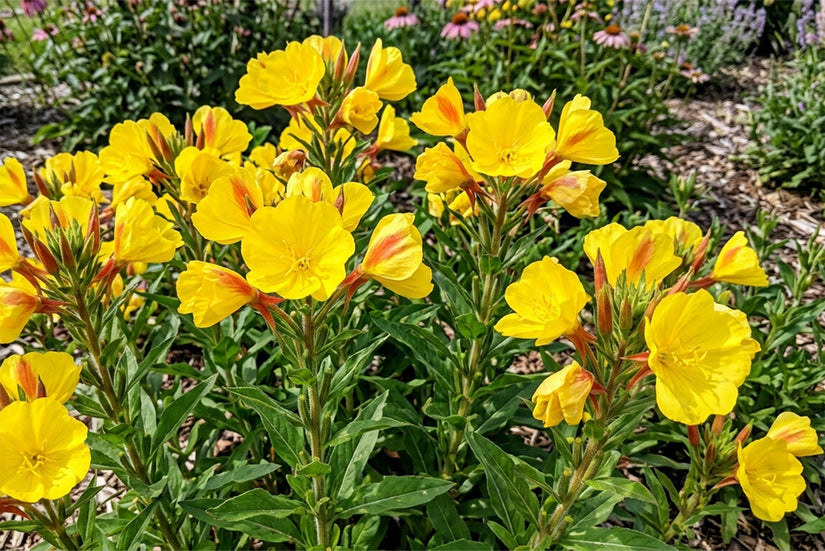 Nachtkerze (Schwefelgelb) - Oenothera macrocarpa