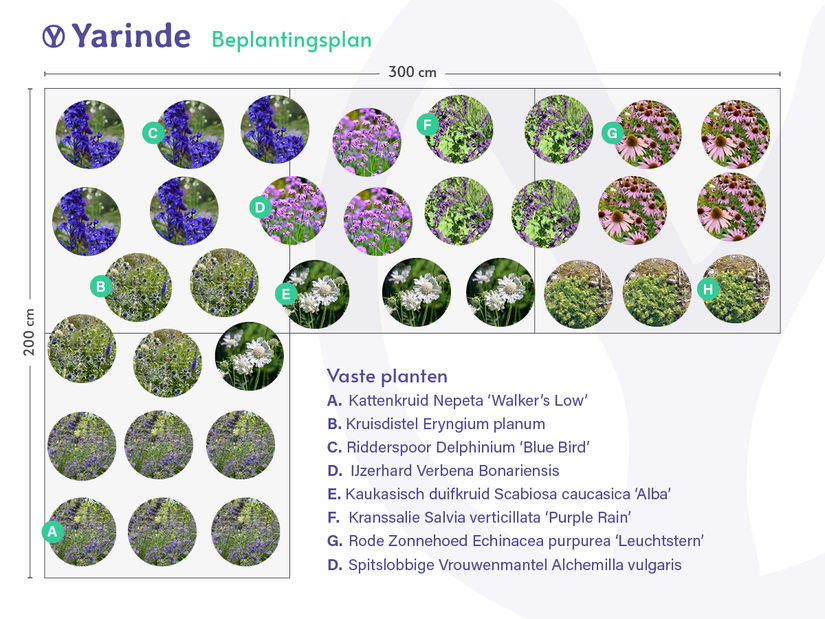 Rittersporn – Delphinium „Blue Bird“ TIPP