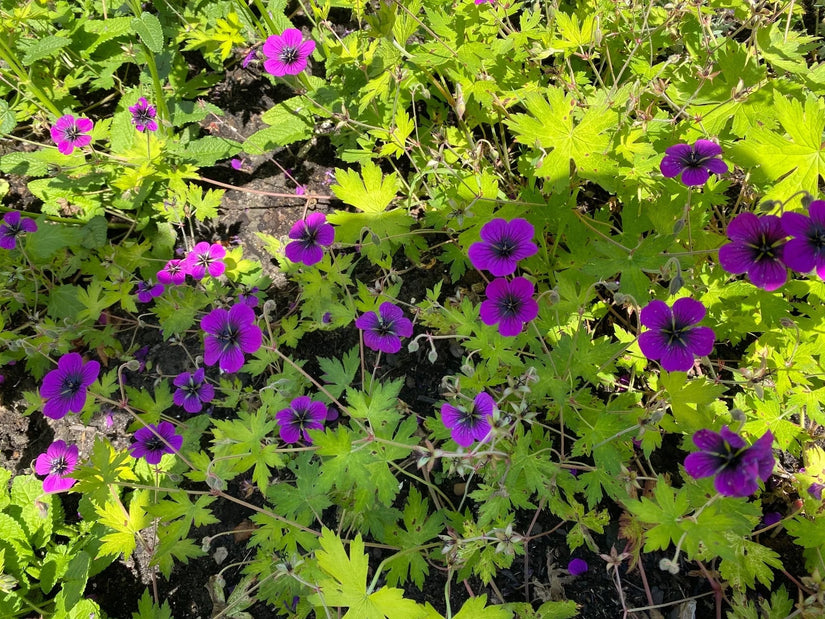 Hoher Storchschnabel - Geranium psilostemon 'Red Admiral'