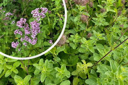 Wilder Majoran (Oregano) – Origanum vulgare – Einheimisch