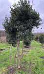 Osmanthus Heterophyllus