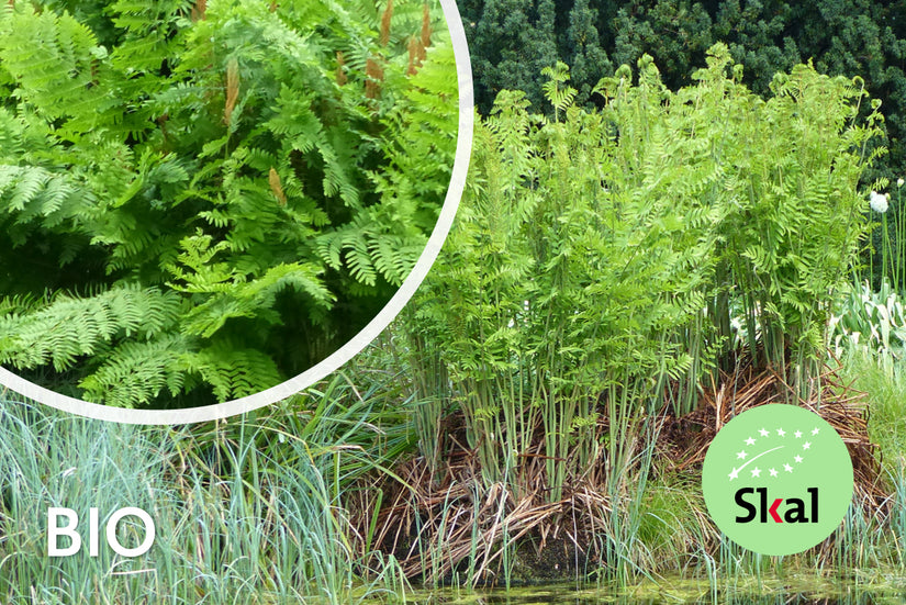 Bio-Königsfarn - Osmunda regalis (einheimisch)