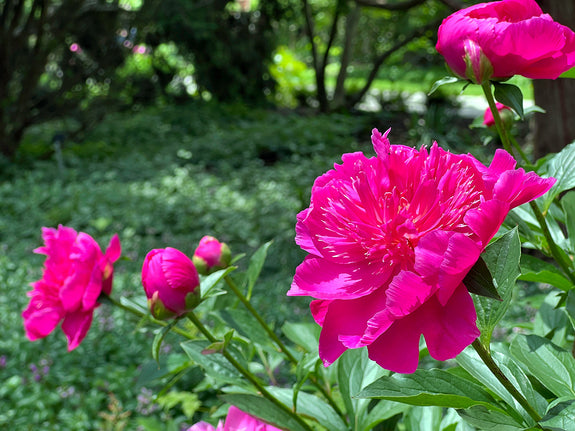 Pfingstrose (rot) - Paeonia 'Karl Rosenfield'