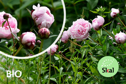 Bio-Pfingstrose - Paeonia (LD) 'Sarah Bernhardt'