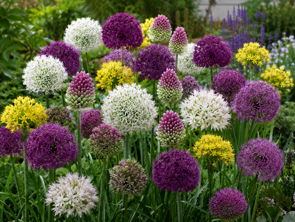 Krokus Botanische Mischfarben – 180 Blumenzwiebeln