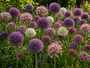 Krokus Botanische Mischfarben – 180 Blumenzwiebeln